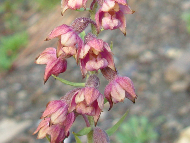 Epipactis